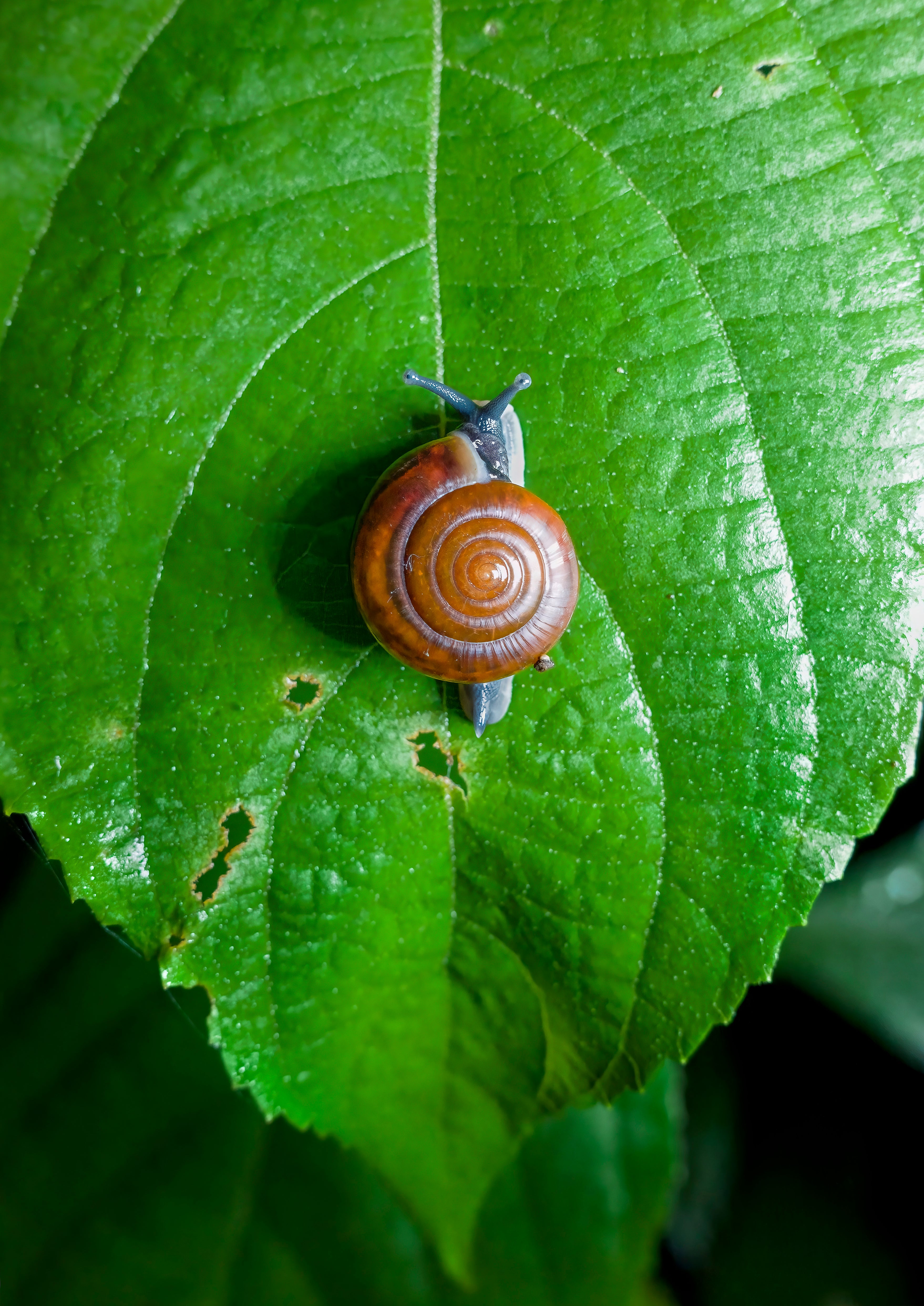 BUG 101- See You at The Top