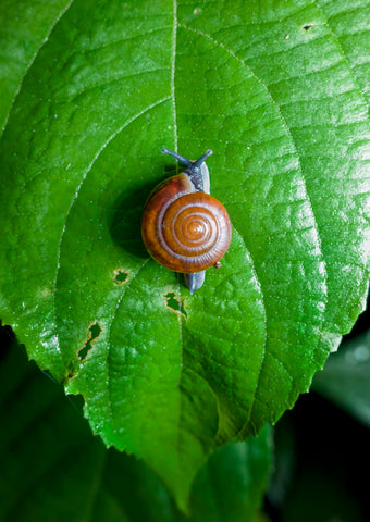 BUG 101- See You at The Top