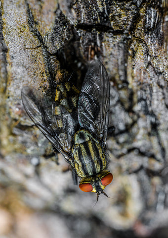 BUG 106 - I'm not ugly as you thought