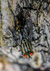 BUG 106 - I'm not ugly as you thought