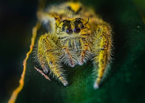 BUG 107 - A Cute Hunter